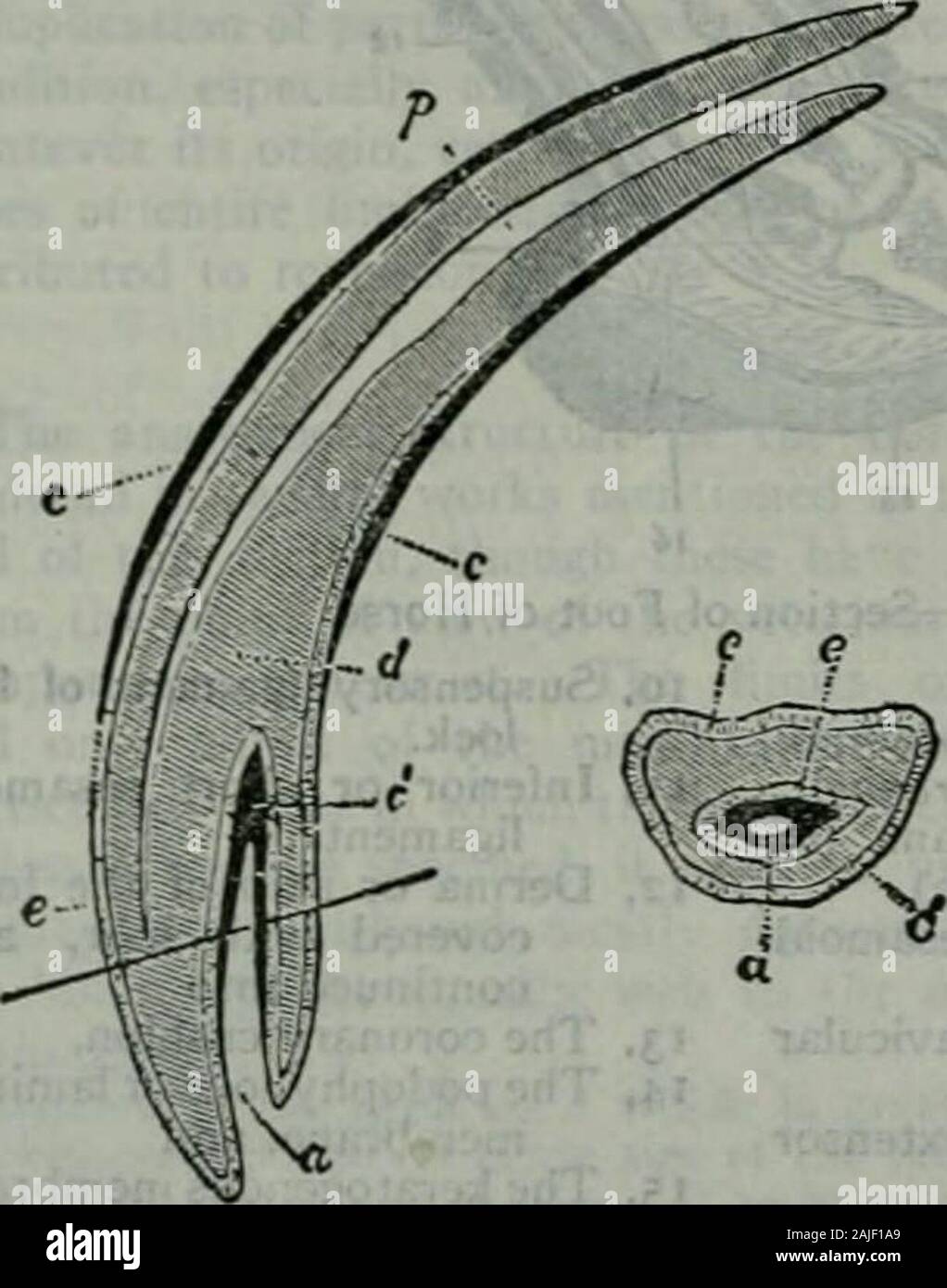 Enciclopedia Britannica; un dizionario delle arti, delle scienze della letteratura e informazioni generali . i- 1=44- Theincisors di ciascuna ganascia sono posti in stretto contatto, formando un semicerchio. Le corone sono ampi, alquanto awl-sagomato e di dimensioni nearlyequal. Essi hanno tutti il grande peculiarità, non trovato in theteeth di qualsiasi altro mammifero e solo in equidi di comparativelyrecent periodi geologici (vedere anche la paleontologia), di un involutionof la superficie esterna del dente (vedere fig. 3), dal che cosa dovrebbero essere propriamente la apexis trasportati profondamente in posizionedi interno di thecrown, formando una fossa,il bot Foto Stock