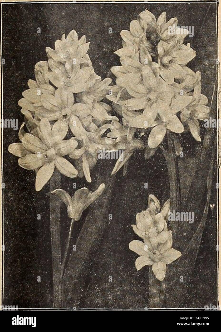 Dreer del catalogo autunno 1918 . Scilla Campanulata Ranunculus effetto è affascinante. Prezioso effetto forpretty quando coltivata indoor. Campanulata {Spagnolo Blu-campana, o giacinto di legno). Abeautiful primavera-fioritura lampadina;puntine di fiori a forma di campanella inblue, bianco e rosa; ammenda fornaturalizing nei boschi, ecc.;perfettamente hardy e richiede cure nofurther quando una volta piantato.Questa è una delle poche cose thatwill prosperare sotto gli alberi di pino. Li Weoffer in colori separati ein miscela come sotto: blu, 25 cts. per doz.; $1.50 al100; $12.00 per 1000. Rose, 30 cts. per doz.; 1,75 dollari per100; $15,00 per 1000. Wh Foto Stock