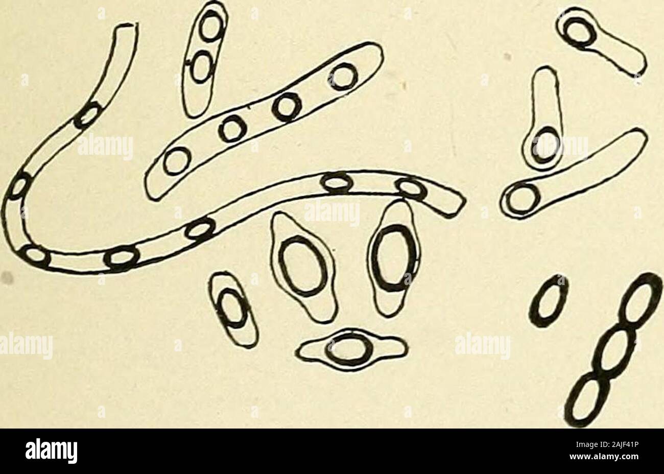 La teoria e la pratica di alimentazione infantile, con note per lo sviluppo . I batteri sono micro- scopic unicellulare, incolore piante, essere-anelito per la classe denominata funghi. All strettamente correlati alla ^ i lieviti, ma sono yj Q Jsmaller e differiscono anche da lieviti in rtheir metodi di riproduzione. Yeastsmultiply da erba, mentre i batteri mul- F,G F12T:-Showi£ Fis; x J J sionof batteri. (Conn) tiply da due diversi metodi: 1st. Byfission, in cui la cellula si divide attraverso il centro, pro-diminuire un altro a pieno titolo batterio. 2d. Dalla specula tion, in cui le spore sono formati all'interno Foto Stock