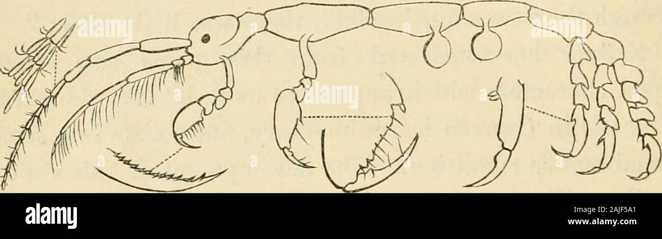 Una storia del British sessili-eyed crostacei . CAPRELLA LINEARIS.stemmi di gamberi di scheletro. Carattere specifico. Cephalon e pereion liscia e disarmato. Secondpair di c^nathopoda nel maschio avente la propodos con il palm armedwith un singolo dente, nella femmina con due piccoli tubercoli e ui sia definedby una breve procedura armati con un dorso. Lunghezza ^ pollici. Il cancro liHearis. Linn^noi, sist. Nat. ii. p. 1056? Herbst. Krabben ii. pi. xxxvi. fig. 9, 10. Caprella linearh. Milne Edwards, Hist, des Crosta, iii. p. 106. Desmakkst, consi. sur la crosta, e p. 278. La Treille, Hist. n. Crosta, et Ins. vi. Foto Stock