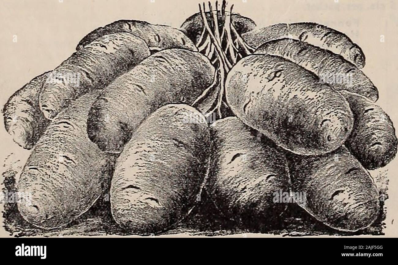 Beckert's garden, campo e semi di fiori . se un raccolto pesante di grande e bello di patate, questa è una buona pianta. Pk. 50 cts., bus. $1.60. Sir Walter Raleigh. Xew, grandi, liscio, oblunga, bianco ;yielder pesante per le principali colture. Pk. 50 cts., bus. $1.60. Purosangue. Nuovo. Di medie inizio, lunga, rosa ; heavyyielder e di ottima qualità. Pk. 50 cts., bus. $1.60. Una buona notizia. Pelle rosa chiaro, come i primi rosa; carne purewhite, qualità dei migliori; sebbene precoce, si conserva bene; veryproductive. Pk. 50 cts., bus. $1.60. Inizio sei settimane. Della classe Ohio; buona per l'inizio del raccolto,essendo precoce supplementari e di andare Foto Stock