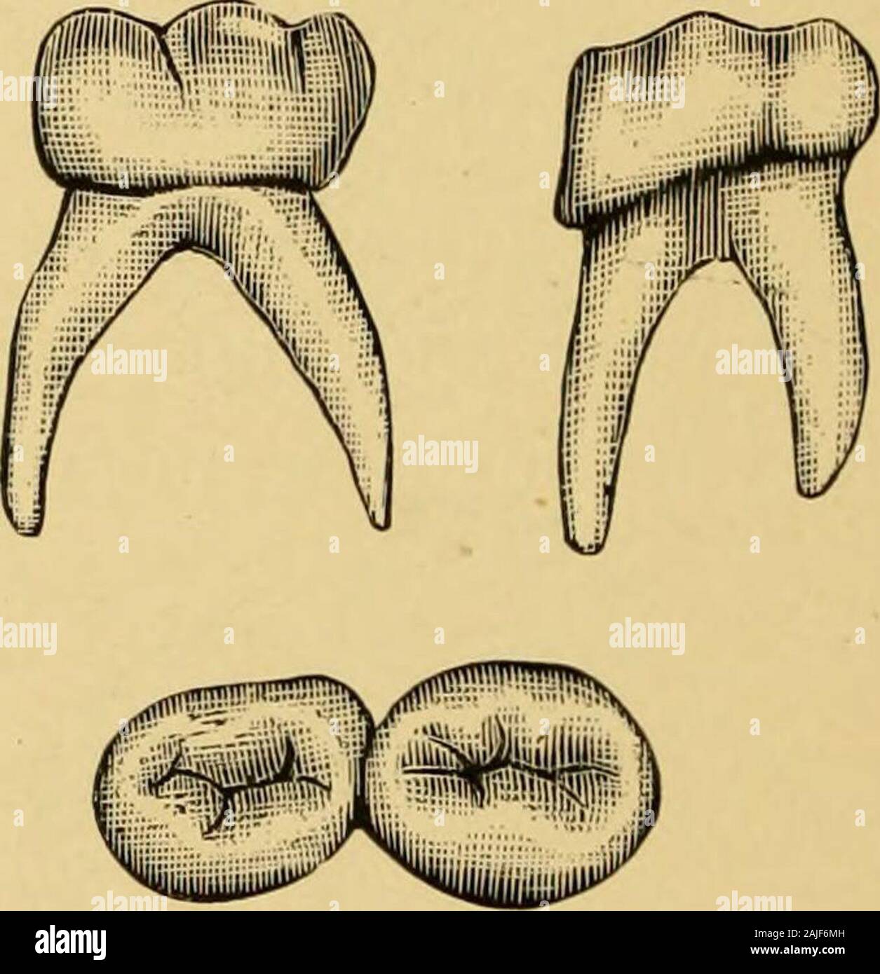 Denti di latte con radici ! Foto stock - Alamy