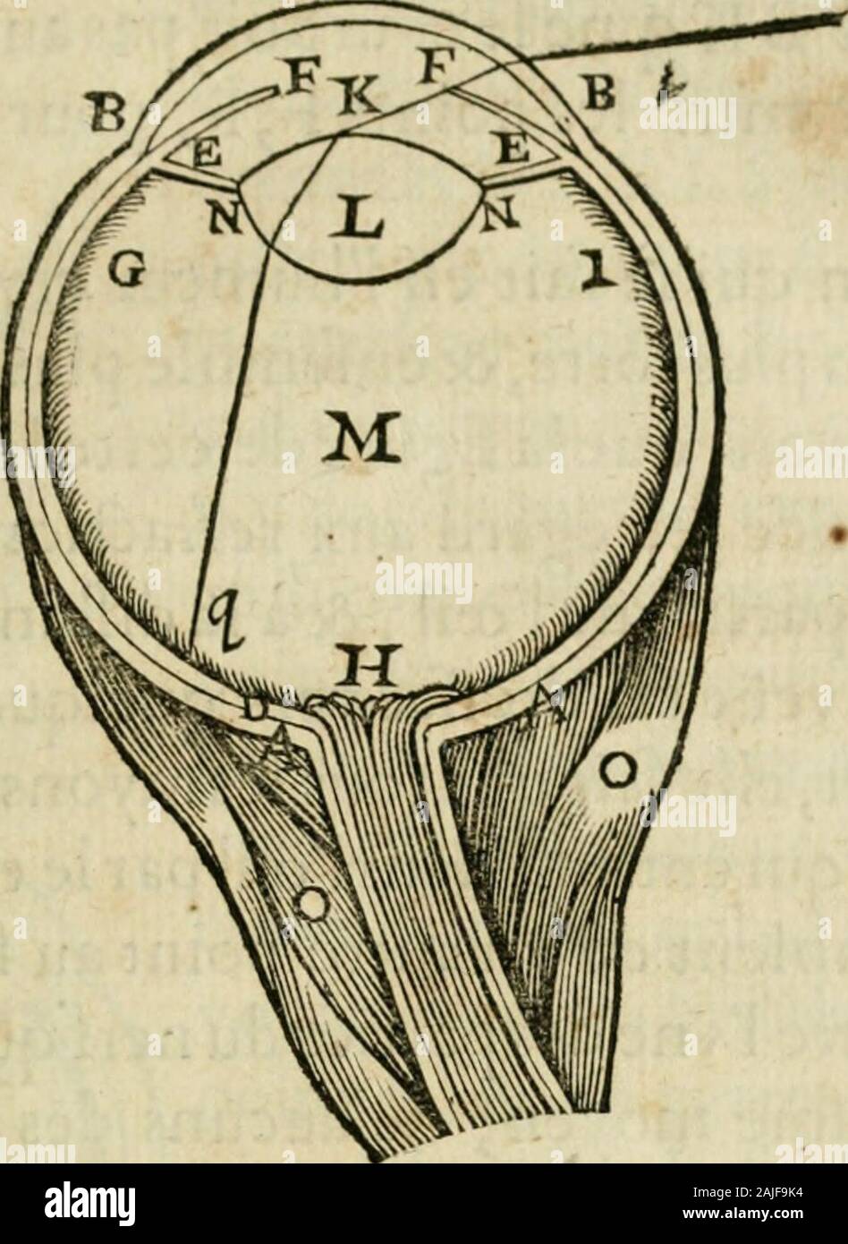 L'homme et la formation du feto . DE René Descartes*,c î7. O la peauBCB , & les trois humeurs K,L,M,efl:ant xxxix.fort claires & tranfparentes, n*empefchent punto que les fà^tSpïrayons de lalumiere, qui entrent parle trou delaprunel- •^&LT;^"*^le, ne pénètrent julqu au rond de 1 oeil, ou elt le ncrr, 6c,meurs quils nagiflent auflî facilement contre luy, comme sileftoit tout à fait à découvert i & elles fervente à le prefèrverdes ferisce de lair, ôc des autres corps extérieurs, qui lepourroient facilement offenfer sils le touchoienc ^ & deplus à faire quil demeure fi tendre & fi délicat, que Foto Stock