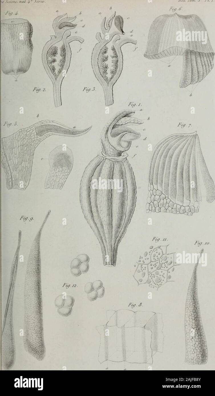 Annales des Sciences Naturelles Botaniques . laires sur la végé- collectarum enumeratio uni- tazione des arbres dicotylédo- versalis 91-311 nés . 344 Nylander (Si).- Additamen- TABELLA DES PLANCHES PARENTI AUX M oires CONTENUS DANS CE VOLUME. 4. Listeria ovata, R. Br. 2. Dictyota dichotoma, Lmx. 3. Furcellaria fastigiata, Ag. - Rhodymenia palmata, Grev. 4. Peyssoneliasquamaria, Dcne. 5 Camillea Leprieurii. Ç. Çyclpps, C. Bacillum. C. mucronata. C. labellum.-Xylaria aristala. X. axifera. - Hypoxylon macromphalum. 6. Sphoeria uberina. S. phaselina. S. verminosa. S. clivulosa. S. fusariispora.- Foto Stock