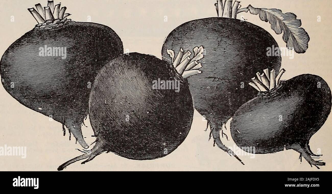 Beckert's garden, campo e semi di fiori . nsplanted al terreno aperto non appena essa è abbastanza caldo,è il seme seminato al di fuori non appena thesoil è in buone condizioni, in drillsfrom 12 a 15 pollici di distanza, e COV-ered circa un pollice profondo; il plantsare assottigliato per stand di 4 o 5 pollici-apart nelle righe. Per le colture invernali,seminare il seme in giugno, in Trapani, come forearly barbabietole. Un grammo di sementi willsow/50 piedi di trapano ; cinque o sixmds un acro di Crosby o qualche simile ordinamento principale isFor-crop o primi di barbabietole, il P. CROSBY migliorata. Un miglioramento su egiziano; itsroots sono più spessi, pronto per useearlier, liscia e un Foto Stock