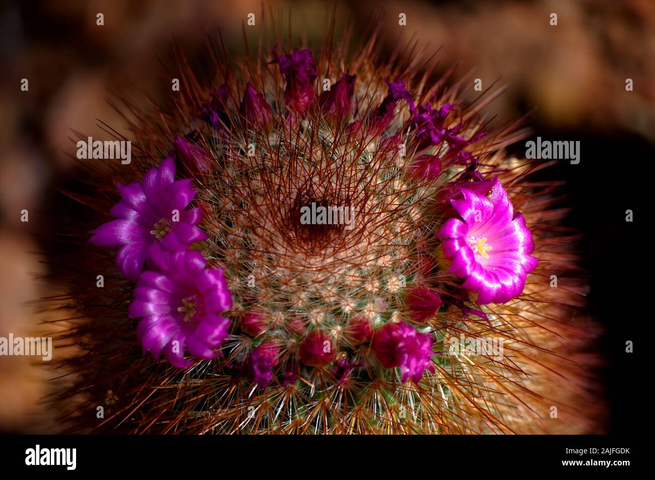 Bellissimi cactus in giardino Foto Stock