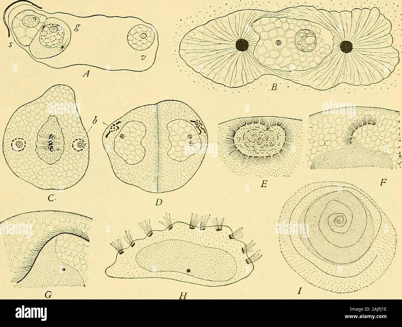 La cella in fase di sviluppo ed ereditarietà . s completamente al profondamente corpuscoli di colorazione in sper-matogenic celle del Characeae, felci e Equisetaceae; che,inoltre, medio-pezzo dello spermatozoo rappresenta theband che porta le ciglia dell'impianto spermatozoid, mentre la coda-come flagelli^ della salamandra o topo rappresenta le ciglia. ^ 1 QC p. 321. Per la funzione del centrosome nella fertilizzazione, vedere p. 208. 2 In originale Faden forse destinato a designare il filamento assiale." 97, 3- LA CRESCITA E LA DIFFERENZIAZIONE DEL GERME-cellule 173 ciò si concilia con Strasburgers Foto Stock