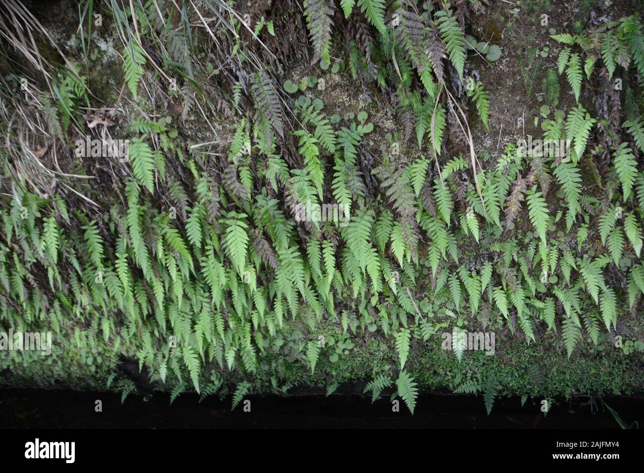 Cascate e levadas di Madeira, Portogallo Foto Stock