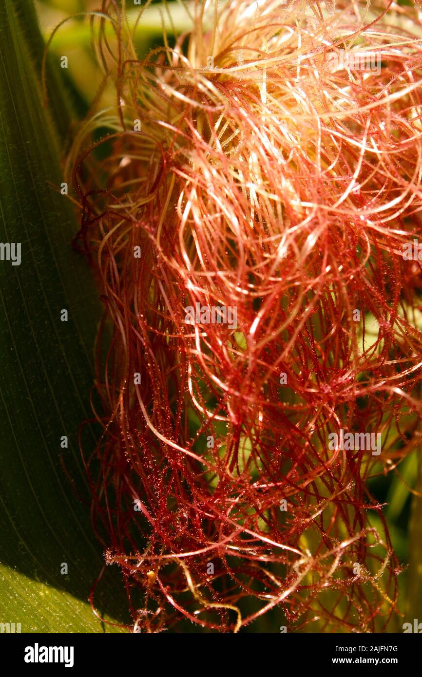 Full-coltivate piante di mais con sete maturo Foto Stock