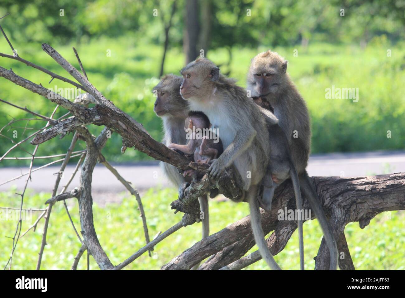 monkey chiacchierando con la sua famiglia carina e viziata nella savana del Parco Nazionale Balurano, Situbondo, Giava Orientale Foto Stock