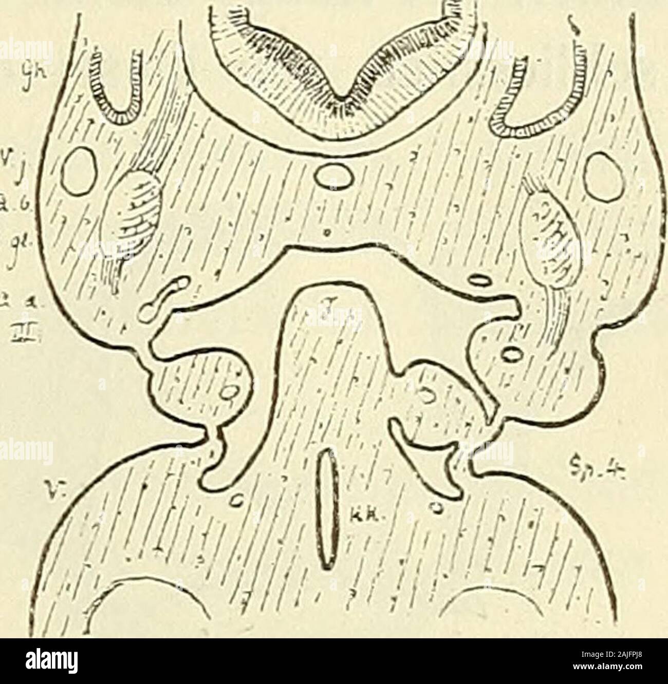 Anatomie menschlicher Embryonen . Fig. 49. Fig. 50. Durchscknitte vom Emtoyo Pr. Beide Sclmitte sind etwas unsymmetrisch.. Fig. 49 links zeigt?den dritten Schlundbogenwulst von der Furcula getrennt, rechts damit verlmnden. Bei Fig. 50kehrt Verhältniss dasselbe für den vierten Schlundbogenwulst wieder. Bei Fig. 49 sind rechts diedritte und die vierte innere Schlundspalte überbrückt, bei Fig. 50 nur die vierte. Gh Gehör-hlase, A. b Arteria hasUaris, A. d Aorta descendens, A. una aorta ascendeus, V. j Vena jugul.,///, /Fu. r 3., 4. u. 5. Aortenhogen (hez. Schlundhogen), /Furcula, /r* Kehlkopf,N. gl Foto Stock