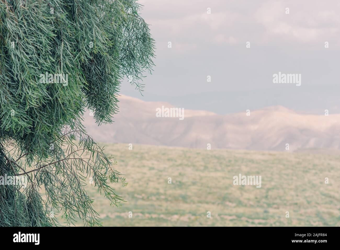 Tono Sommesso Immagini E Fotos Stock Alamy