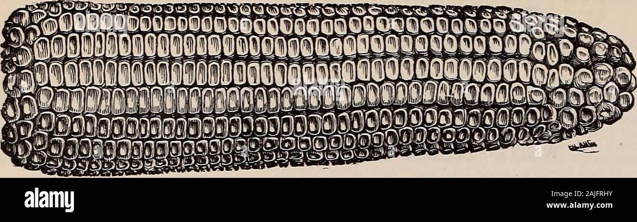 Beckert's garden, campo e semi di fiori . se un raccolto pesante di grande e bello di patate, questa è una buona pianta. Pk. 50 cts., bus. $1.60. Sir Walter Raleigh. Xew, grandi, liscio, oblunga, bianco ;yielder pesante per le principali colture. Pk. 50 cts., bus. $1.60. Purosangue. Nuovo. Di medie inizio, lunga, rosa ; heavyyielder e di ottima qualità. Pk. 50 cts., bus. $1.60. Una buona notizia. Pelle rosa chiaro, come i primi rosa; carne purewhite, qualità dei migliori; sebbene precoce, si conserva bene; veryproductive. Pk. 50 cts., bus. $1.60. Inizio sei settimane. Della classe Ohio; buona per l'inizio del raccolto,essendo precoce supplementari e di andare Foto Stock