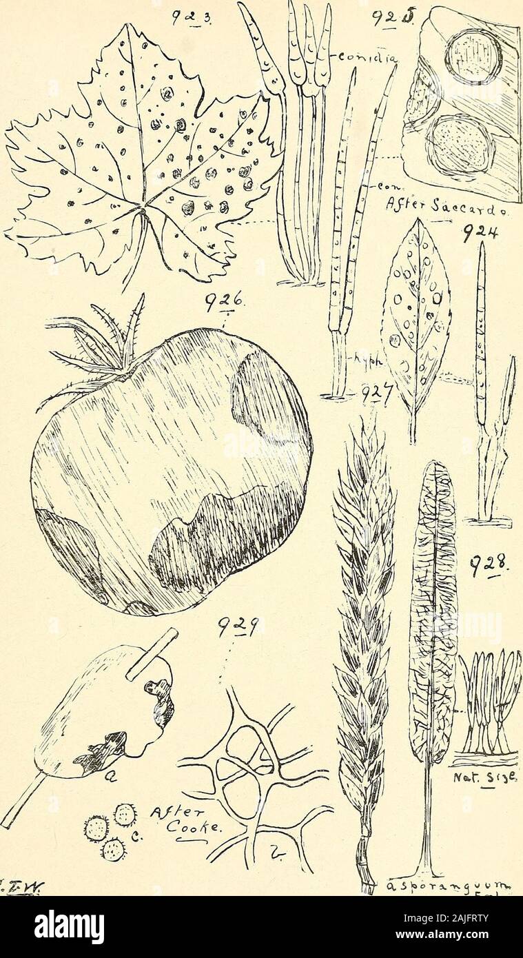 Catalogo completo del Queensland piante, entrambe le popolazioni indigene e naturalizzati ai quali si sono aggiunti, se noto, aborigeni e altri nomi dialettali; con numerose illustrazioni e copiose note sulla proprietà, caratteristiche, &c., delle piante . tten pine-log. Famiglia Trichiacea.Arcyria, Hill. punicea, Pers.-sui morti Passiflora edulis. ferruginea, Sauter.-sui morti eucalipto. incarnata, Pcrs. = A. adnata, Sacc.-su legno marcio. nutans, Boll.-su legno marcio. cinerea, Boll. = A. poiniforinis, Rost.-su legno marcio. Sottosezione Trichice.Trichia, Hallcr. varia, Pers.-su legno marcio.contorta, Ditm.- Foto Stock
