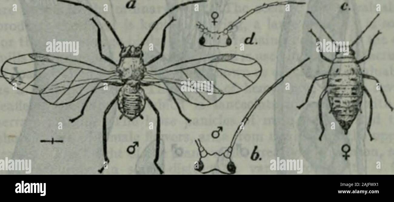 Enciclopedia Britannica; un dizionario delle arti, delle scienze della letteratura e informazioni generali . r lato una piccola piastra di sgambate {slrigil) di funzione ignota,arredate con righe di denti. In considerazione della riduzione andmodification delle ganasce della Corixidae, C. Borner ha latelysuggested che essi devono formare una speciale sub-ordine di Hemiptera-l'Sandaliorrbyncha. HOMOPTERA questo sub-ordine include il cicads, Lanterna-vola, rana-tramogge,afidi e scala di insetti. Il viso ha un tale contrassegnato backwardslope (sec fig. l) come per portare il becco in stretto contatto con thehaunches del fore-gambe. Il Foto Stock