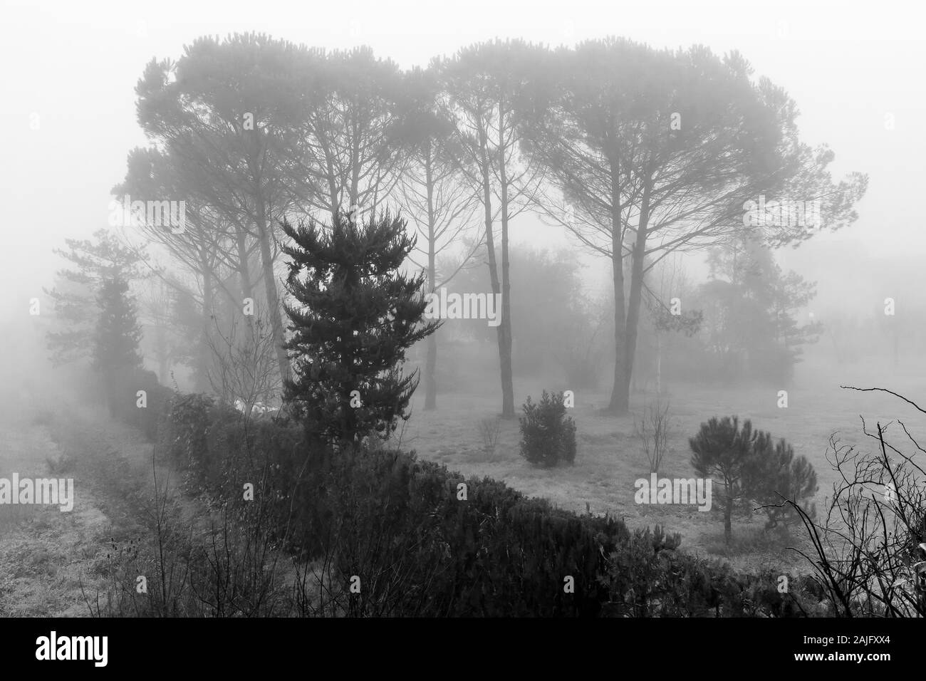 Bella visualizzazione bianco e nero di un verde parco coperto dalla nebbia mattutina nella stagione invernale Foto Stock