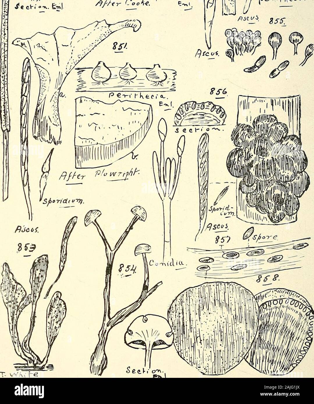 Catalogo completo del Queensland piante, entrambe le popolazioni indigene e naturalizzati ai quali si sono aggiunti, se noto, aborigeni e altri nomi dialettali; con numerose illustrazioni e copiose note sulla proprietà, caratteristiche, &c., delle piante . J a OTidiA, jatv.il-^tCvJTY. p*k. $46. Tribliadella rufula, Spreng. 848. Epichloe cinerea, S^r/e. gf Br. .847. Hysterographium hiascens, Rehm. 849. Hypocrea discoidea, 5&LT;?R£. c/ Br. 850. Nectria coccinea, patatine fritte. Cluster di perithecia nat. dimensioni, setta, di perithecium enl., e arcus en1. 851. Hypomyces AURANTIUS, fino a. (A) Hypomyces su Panu, ( Foto Stock