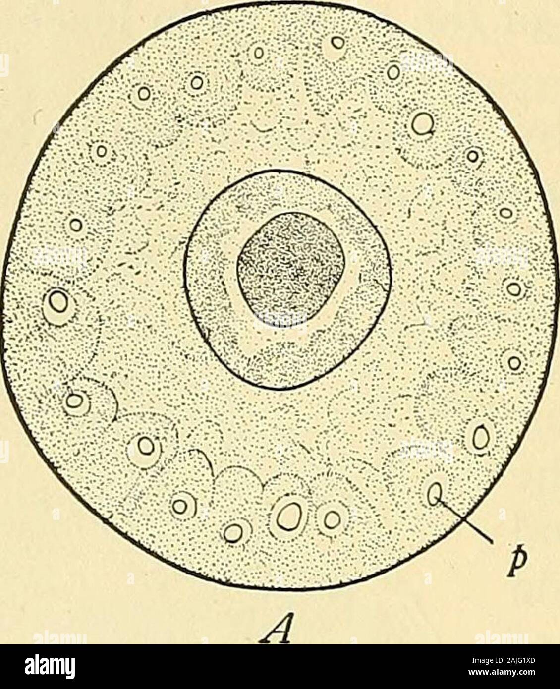 La cella in fase di sviluppo ed ereditarietà . vitelline membrana è tuttavia spesso formata soonafter fecondazione, come in echinodermi. Il più interessante featureof pianta-ovulo è il fatto che esso contiene spesso plastidi (leuco-plasts o chromatophores), che per la loro divisione, danno luogo a thoseof le cellule embrionali. Questi a volte hanno la forma di typicalchromatophores pyrenoids contenente, come in Volvox e molti otherAlgae (Fig. 64). In forme superiori (archegoniate piante), in funzionedella ricerche di Schmitz e Schimper, la q%% contiene numer-unità organizzative minuto leucoplasts incolore, whic Foto Stock