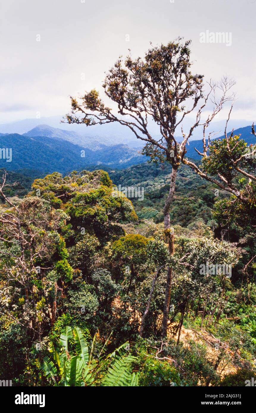 Cameron Highlands, Malaysia, tropicale paesaggio delle highland. Foto Stock