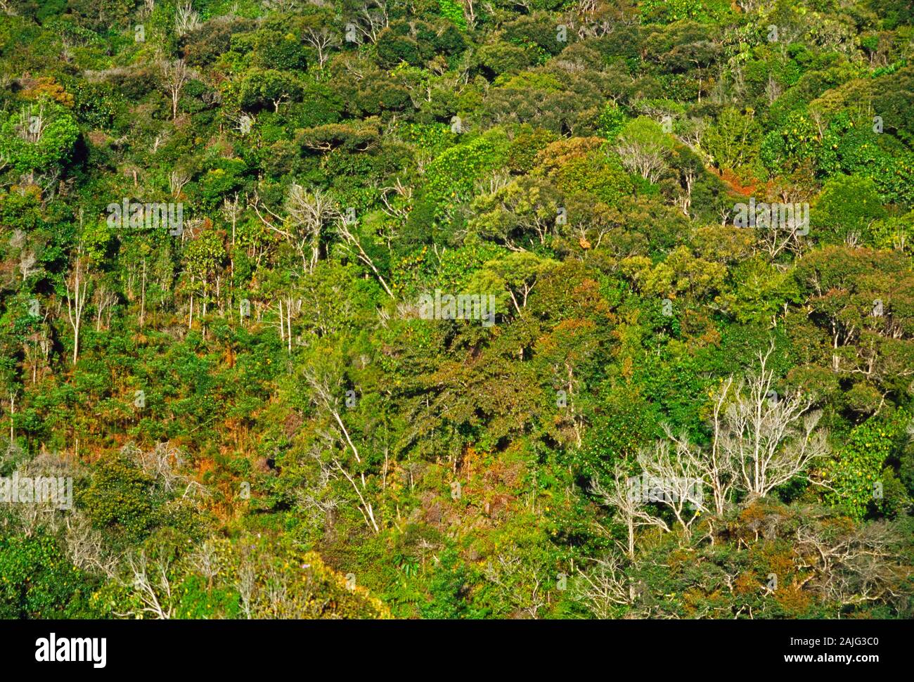 Cameron Highlands, Malaysia, tropicale paesaggio delle highland. Foto Stock