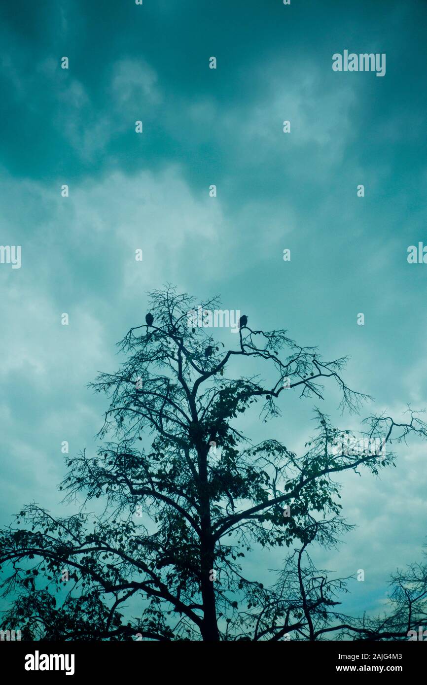 I corvi in piedi su un rami di alberi Foto Stock