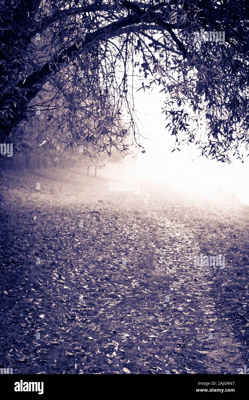 Percorso nella natura con gli alberi e la nebbia Foto Stock