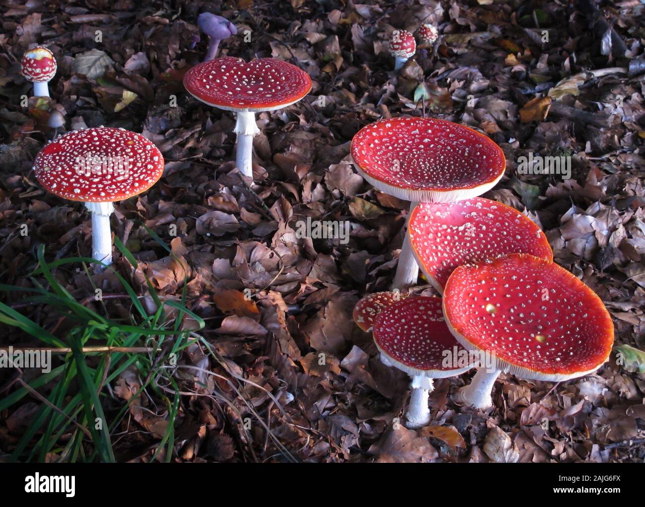 Gruppo di fly agaric (amanita muscaria), bella calotta rossa punteggiata di bianco di funghi velenosi in autunno la foresta, la più iconica toadstool Foto Stock