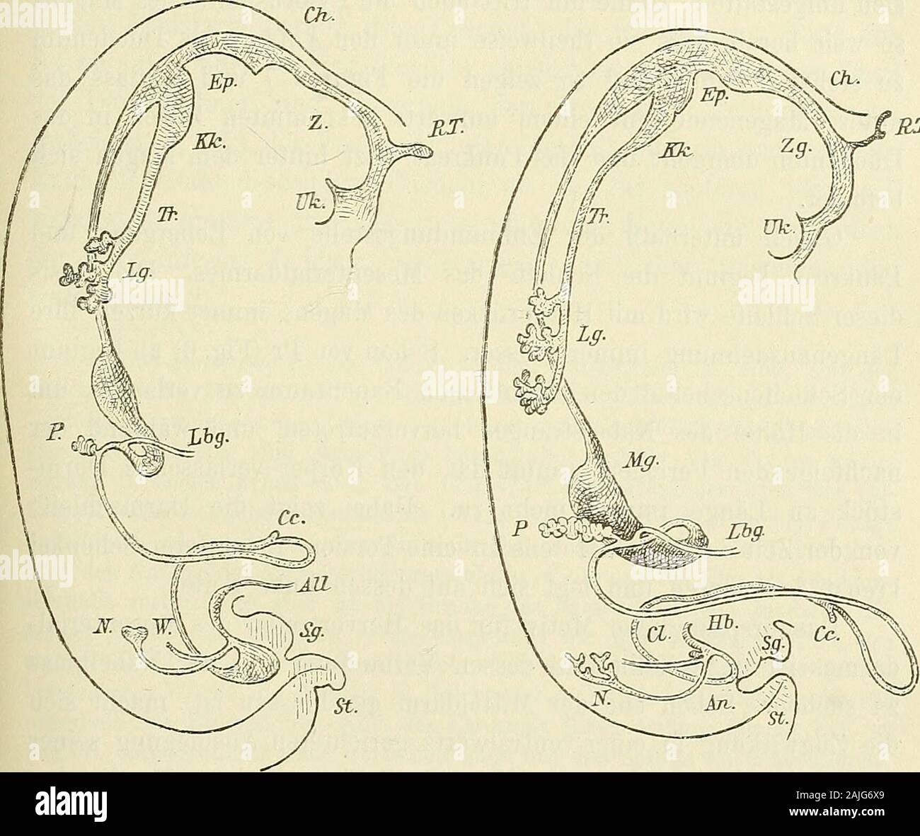 Anatomie menschlicher Embryonen . Fig. 6. Eingeweiderohr vom embrione Pr. Vergrösserung 15. Allgemeine Gliederung des Eingeweiderohres. 19 Abtheilungen und auf theilweise TJmlagerungen derselben. Das Mund-rachen- und das Kelilkopfgebiet auf später versparend, bemerken wirzunächst die zunehmende Entwickelung der Lungenanlage. Schonvon früh ab biegt sich das untere gespaltene Ende des Eespirations-rohres dorsalwärts um und es umgreift weiterhin die Speiseröhrevon beiden Seiten lei. Bald wächst muore Ende in getrennte Sprossenaus, die dann weiterhin neue, secundäre Seitensprossen treiben. Dabeikann Foto Stock
