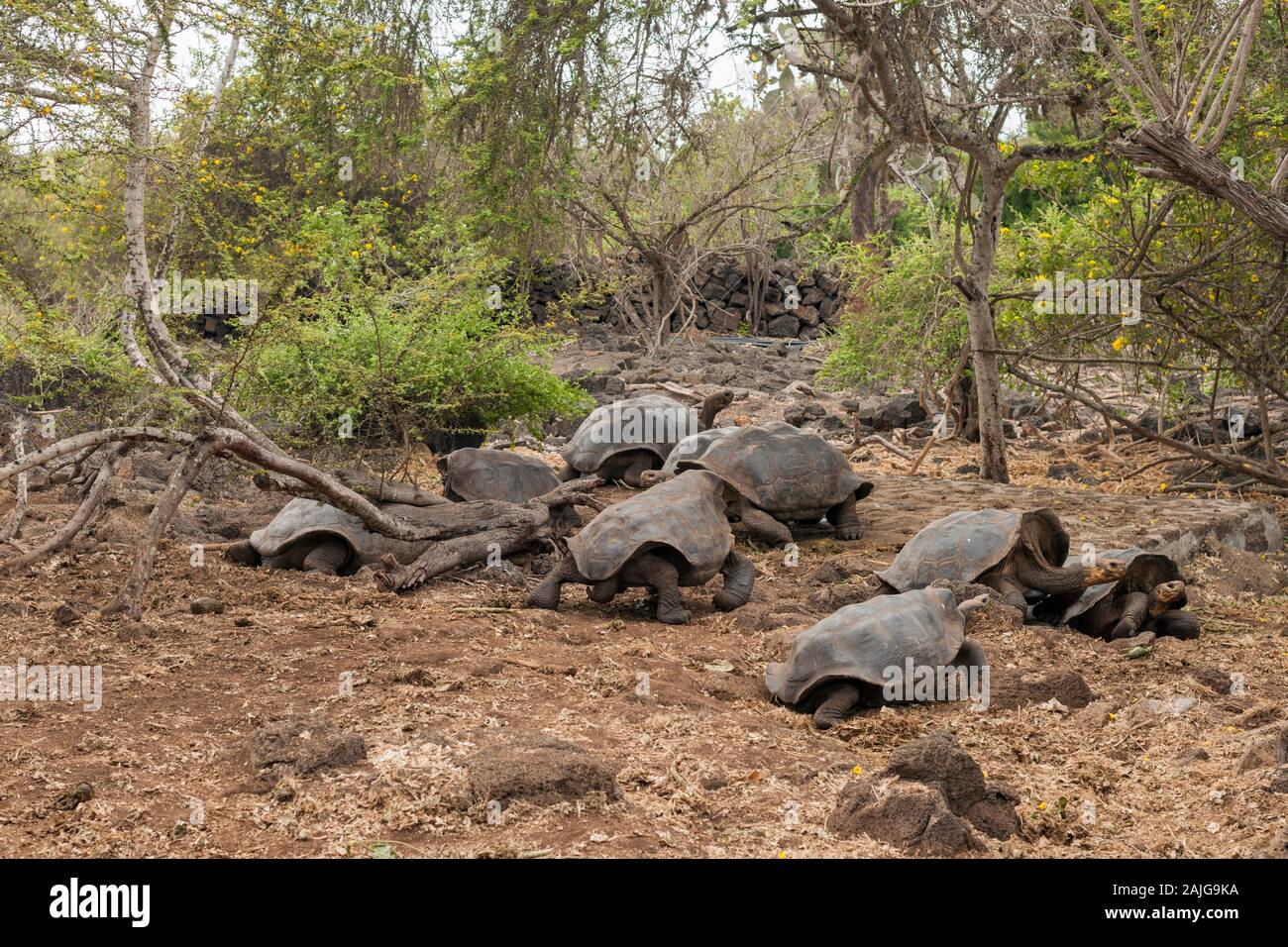 Tartarughe Giganti a Charles Darwin Centro di Ricerca sull isola di Santa Cruz, Galapagos, Ecuador. Foto Stock