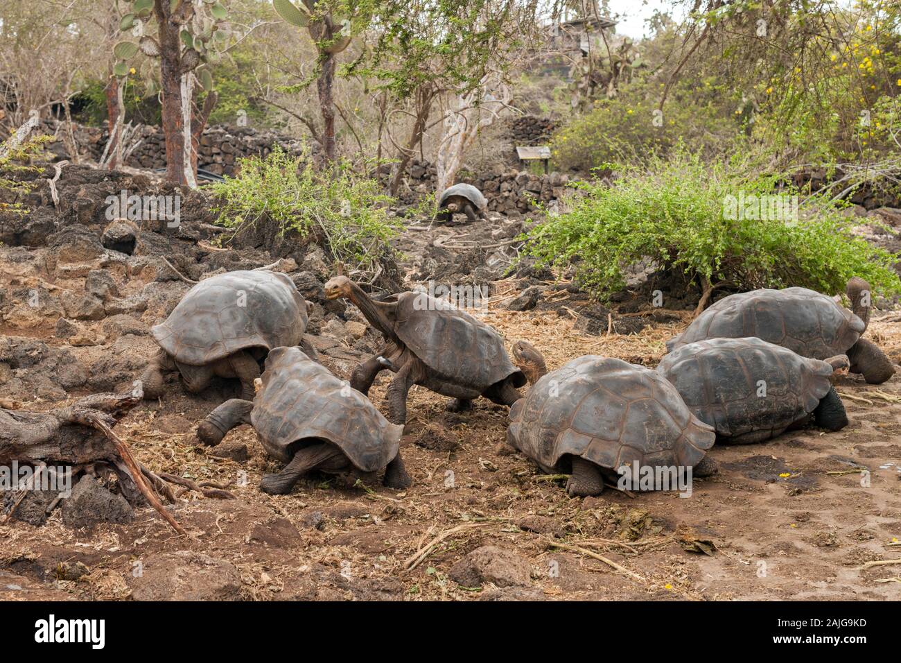 Tartarughe Giganti a Charles Darwin Centro di Ricerca sull isola di Santa Cruz, Galapagos, Ecuador. Foto Stock