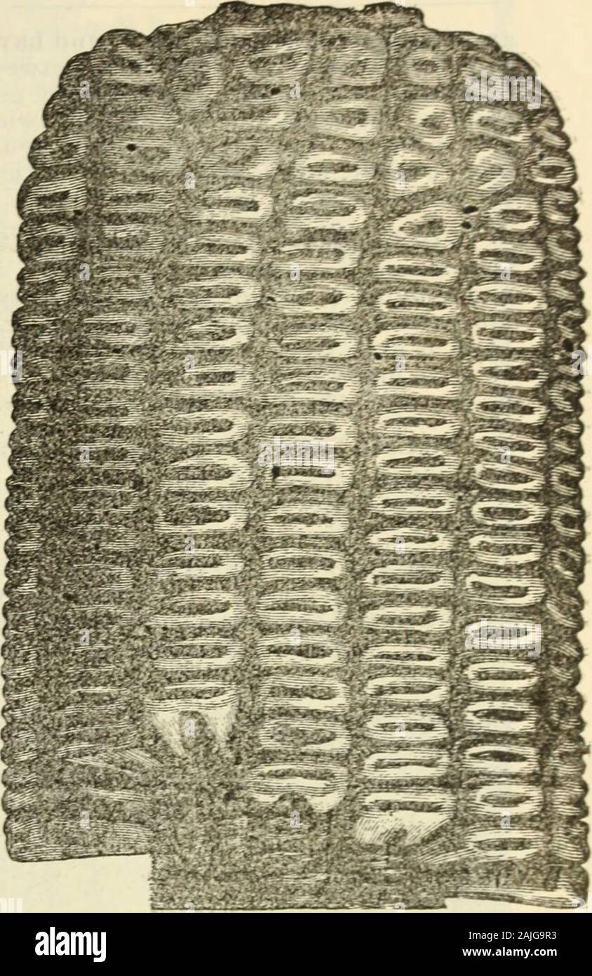 Allen del catalogo di fragola per 1904 . Le tasse, peck, 50 cts.: metà ush 1,80 cts.; uno staio, Si 40; un sacco di 2±bushel, S3 25, sacco incluso. No ordersfilled per meno di 1 p-ck 11 un kin I.. Foto Stock