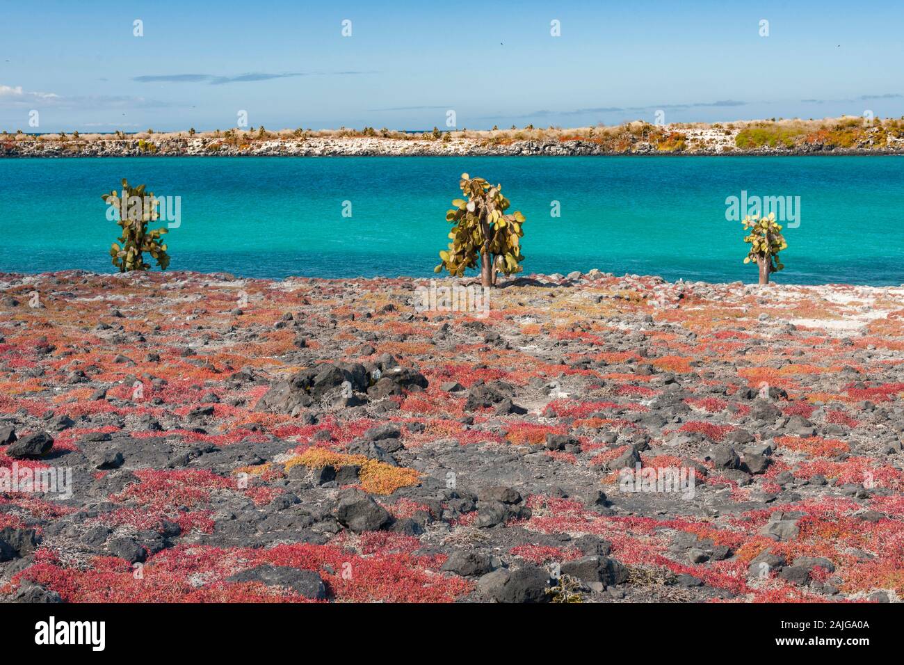 L' Opuntia (ficodindia) alberi di cactus su South Plaza island, Galapagos, Ecuador. Foto Stock