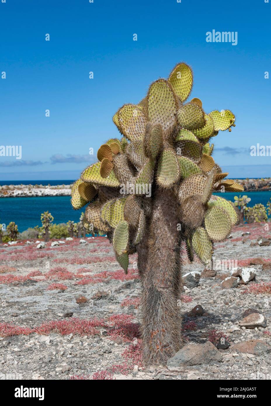 L' Opuntia (ficodindia) alberi di cactus su South Plaza island, Galapagos, Ecuador. Foto Stock