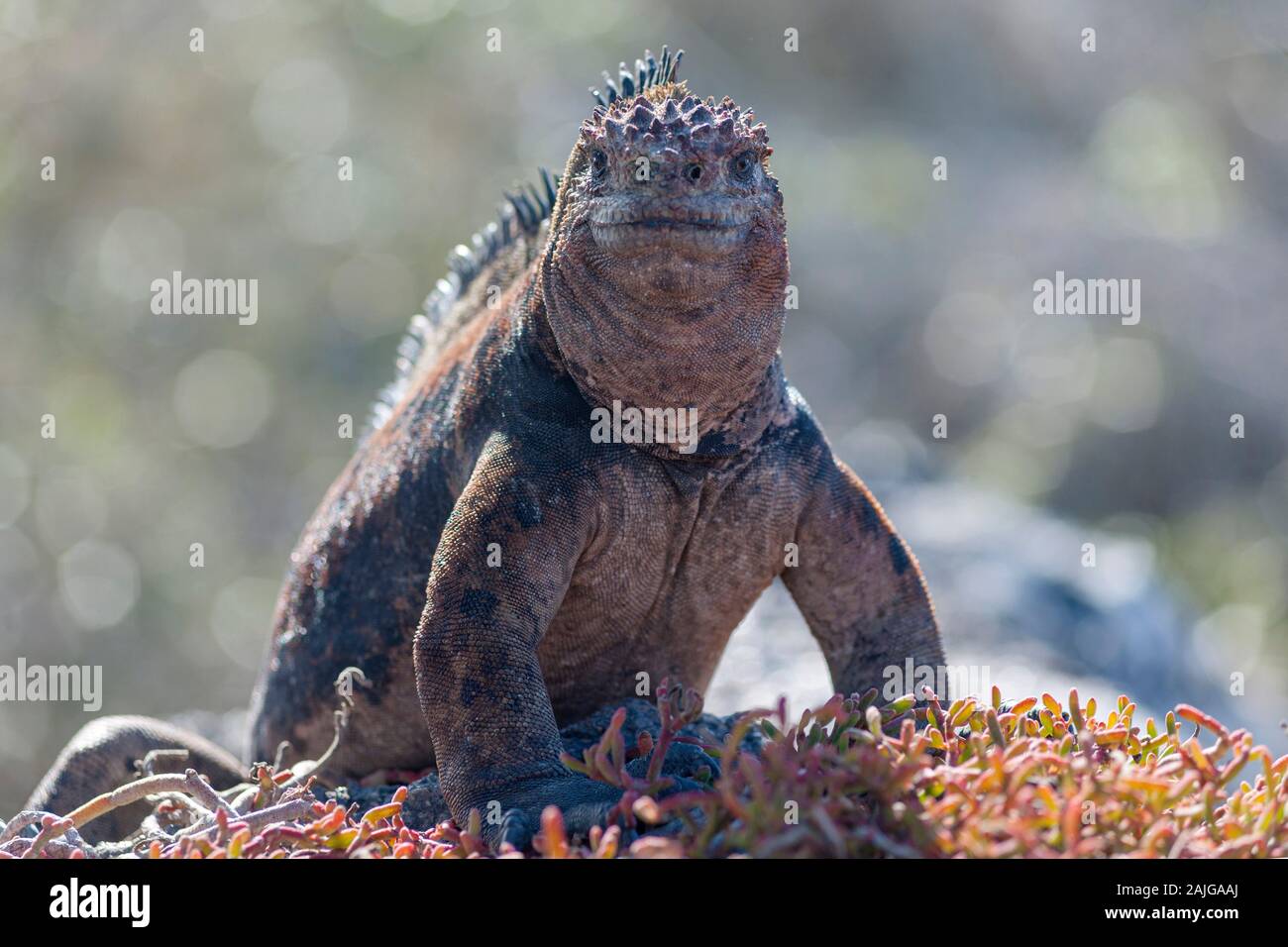 Iguana marina su South Plaza island, Galapagos, Ecuador. Foto Stock