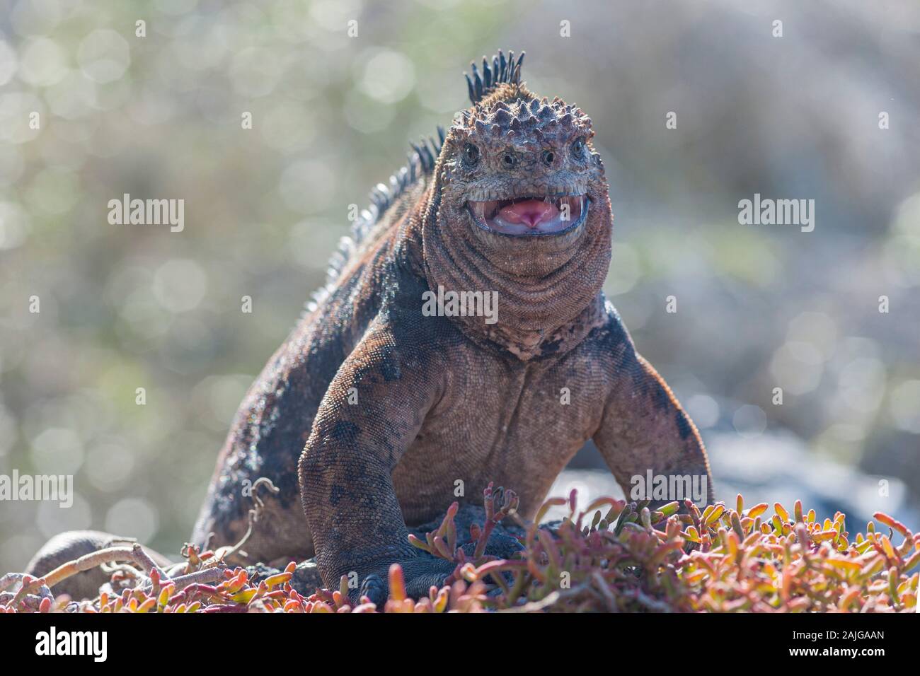 Iguana marina su South Plaza island, Galapagos, Ecuador. Foto Stock