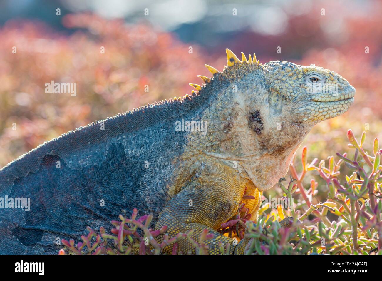 Terra Galapagos iguana su South Plaza island, Galapagos, Ecuador. Foto Stock