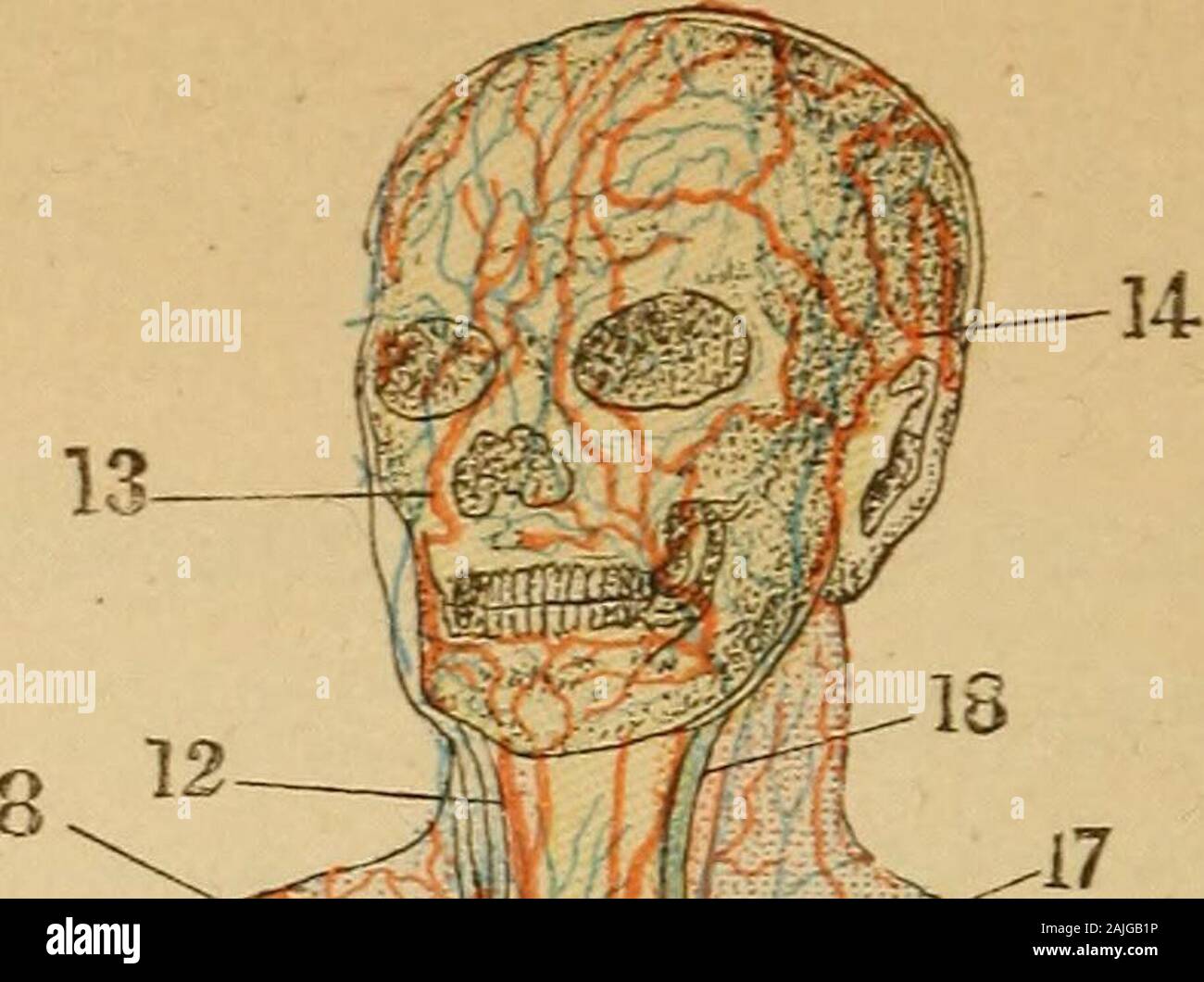 Il corpo umano un principiante libro di testo di anatomia, fisiologia e  igiene .. . Illed, e ciò che resta è un shrunken, hard roughmass, ben note  ai medici come ^ piano