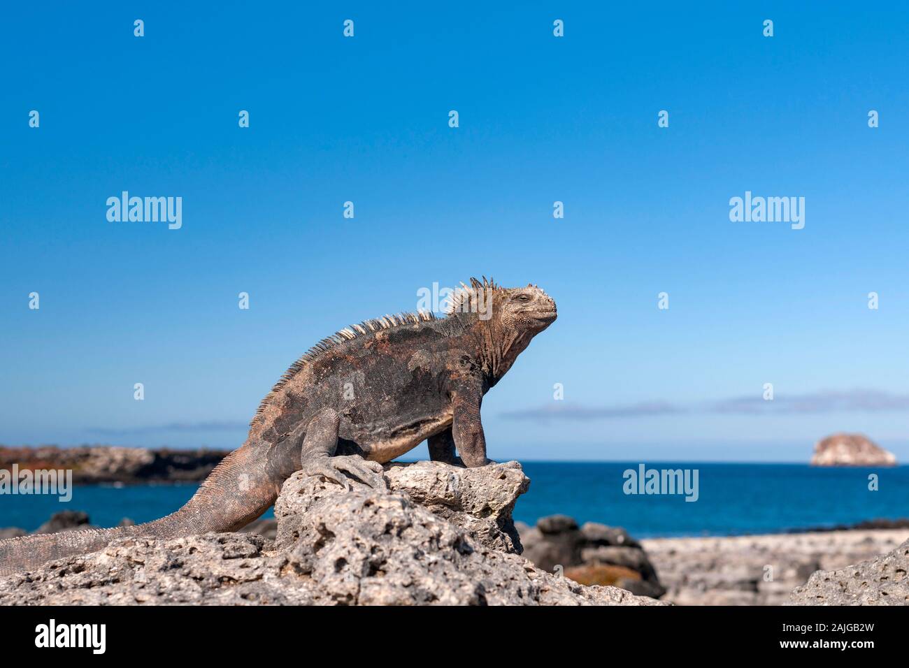 Iguana marina su South Plaza island, Galapagos, Ecuador. Foto Stock