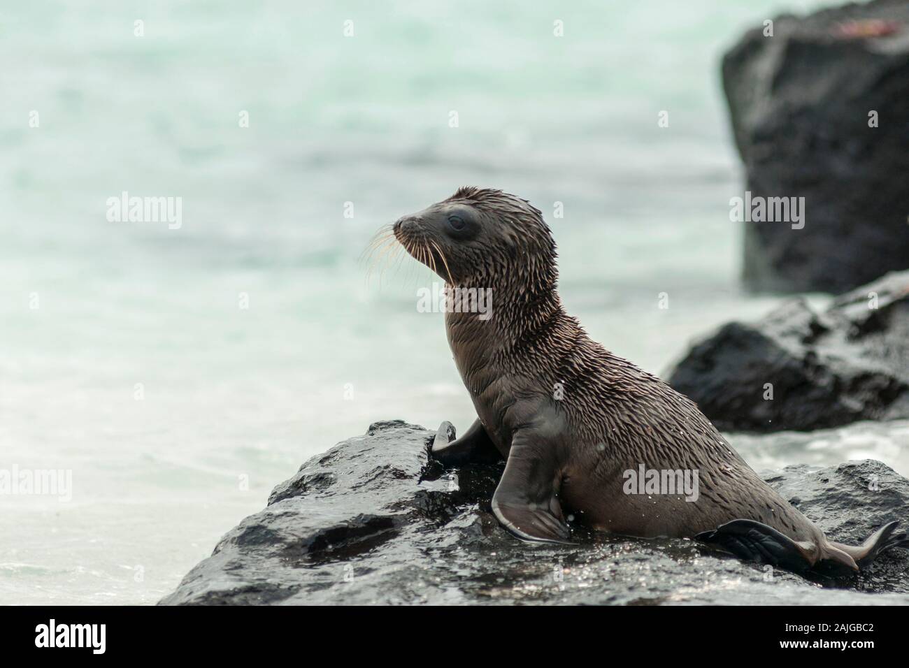 Baby Galapagos Sea Lion, Espaniola isola, Galapagos, Ecuador. Foto Stock
