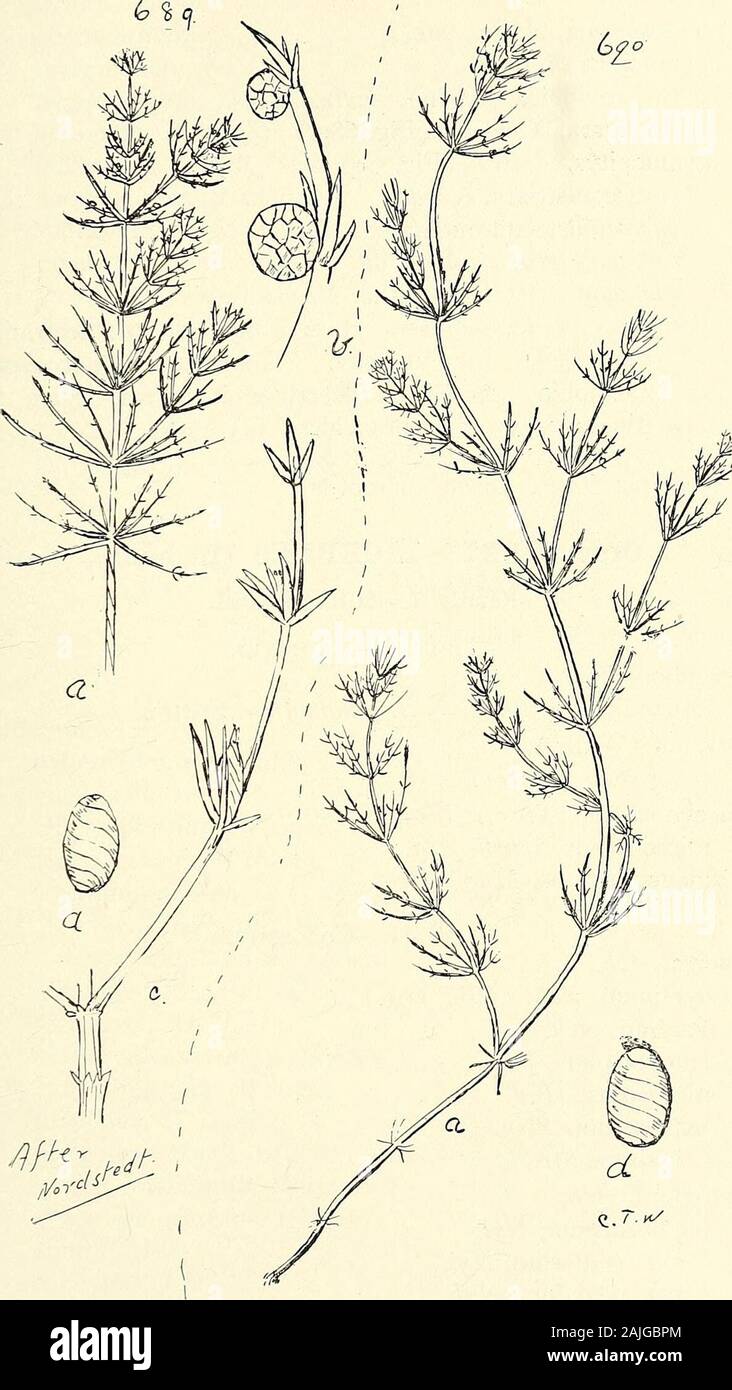 Catalogo completo del Queensland piante, entrambe le popolazioni indigene e naturalizzati ai quali si sono aggiunti, se noto, aborigeni e altri nomi dialettali; con numerose illustrazioni e copiose note sulla proprietà, caratteristiche, &c., delle piante . 688. Lychnothamnus macropogon (A. Br.), Nordst. (A) porzione di un whorl, enl., (b) frutta, en1. CLX. CHARACE/E. 681. 689. Chaka submollusca, Nordsi. 690. C. gymnopitys, A. Br. (A) tratto di impianto, nat. dimensioni, (b) antheridia, enl., (c) porzione di un whorl, enl., (d) frutti, en1. 682 CLXI. LICHENES. Chara-continuazione leptosperma, R. Br., var. ?Gymnopus, A. B Foto Stock