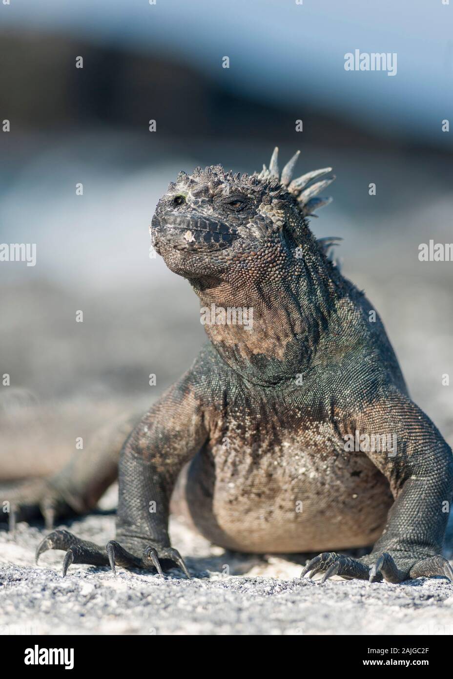 Iguana marina crogiolarsi al sole su Fernandina Island, Galapagos, Ecuador. Foto Stock