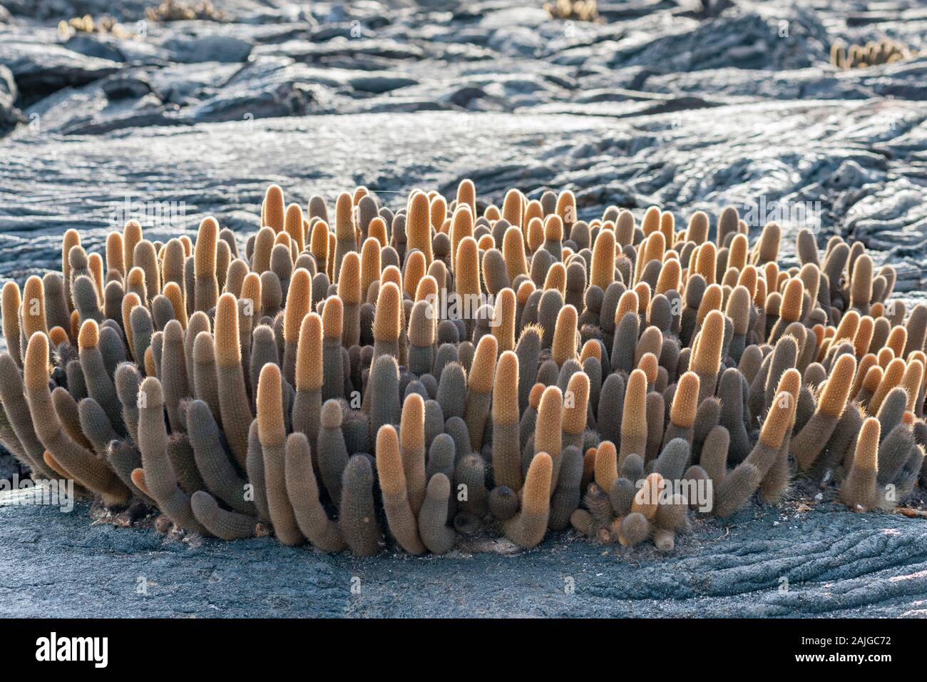 Cactus di lava, Fernandina Island, Galapagos, Ecuador. Foto Stock