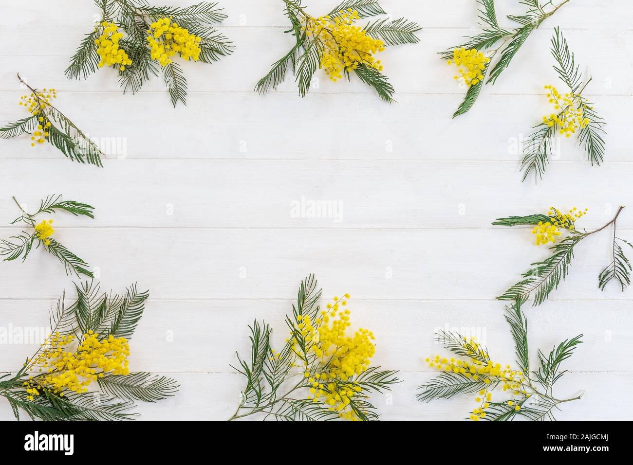 Fiori di Primavera. frame da rami e fiori di mimosa su un bianco sullo sfondo di legno. vista dall'alto. spazio copia Foto Stock
