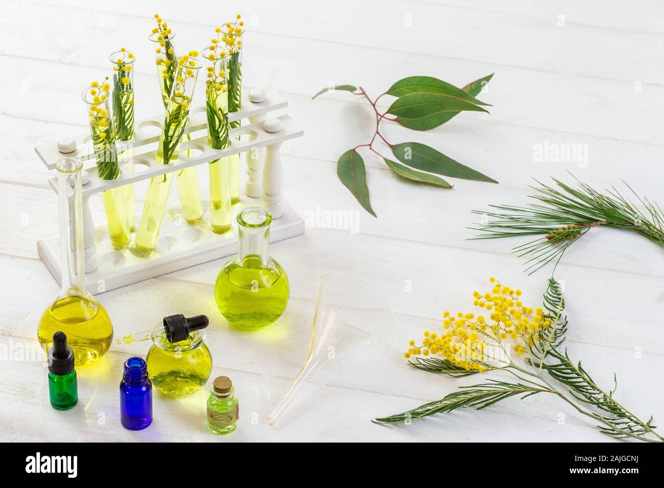 Mimosa, pino, eucalipto, in un bicchiere da laboratorio, olio essenziale bottiglia, provette per la prova in bianco Foto Stock
