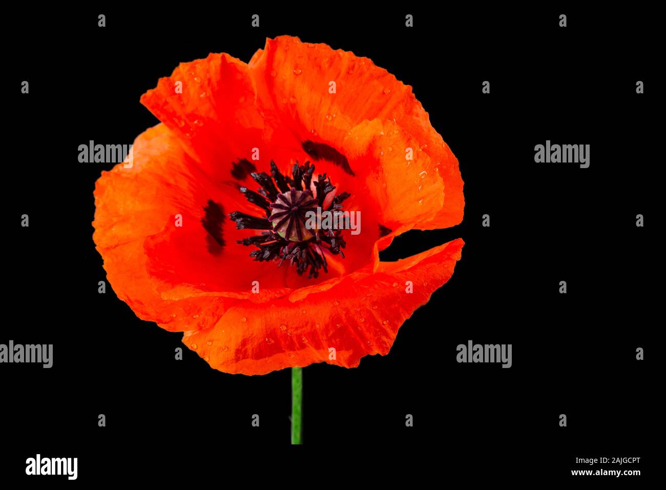 Papavero rosso Foto Stock