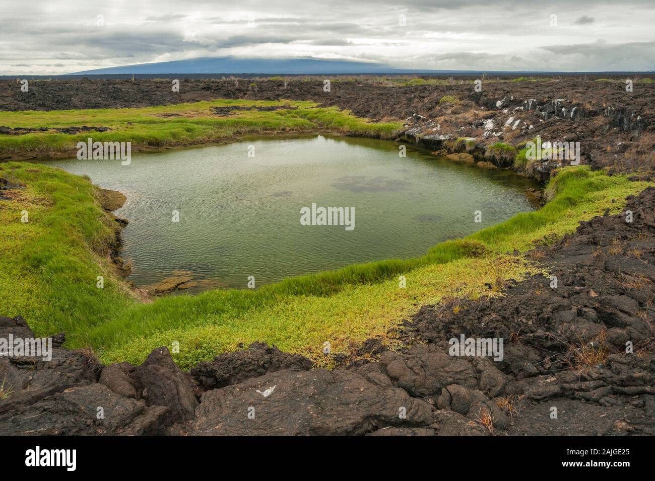 Il paesaggio vulcanico a Punta Moreno su Isabela island, Galapagos, Ecuador. Il Sierra Negral vulcano è in background. Foto Stock