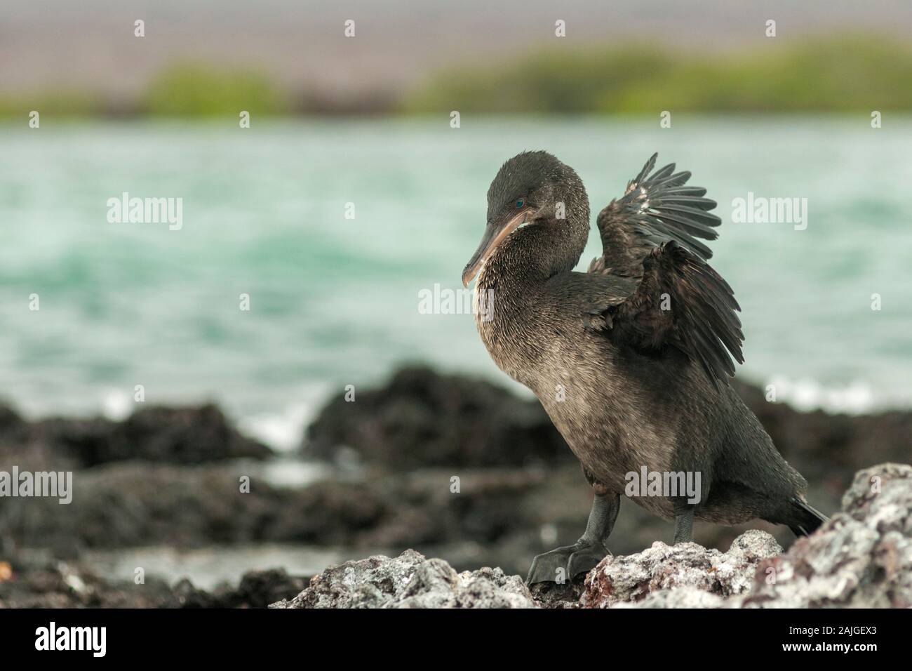 Flightless cormorant a Elizabeth Bay, Isabela island, Galapagos, Ecuador. Foto Stock