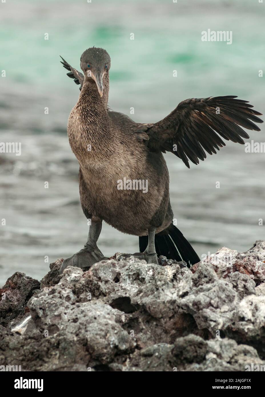 Flightless cormorant a Elizabeth Bay, Isabela island, Galapagos, Ecuador. Foto Stock