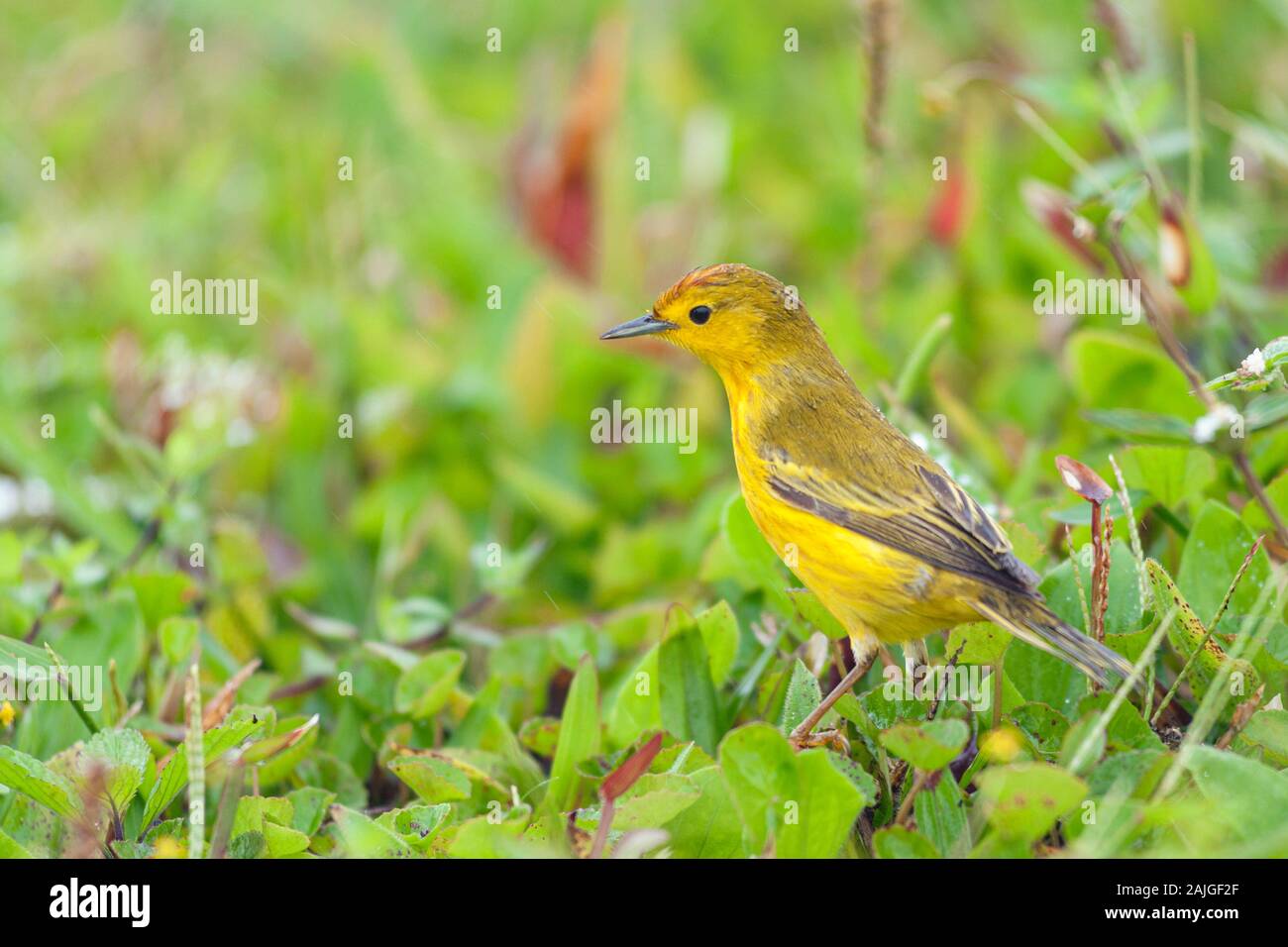 Trillo giallo su Isabela island, Galapagos, Ecuador. Foto Stock