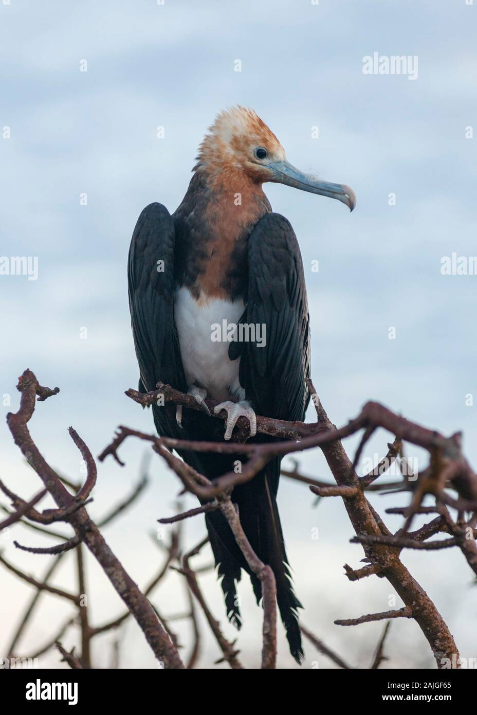 Magnifica Frigate Bird su North Seymour island, Galapagos, Ecuador. Foto Stock